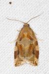 Archips xylosteana