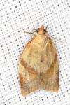 Clepsis consimilana