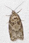 Cnephasia