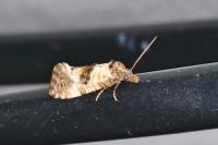Neocochylis molliculana