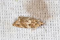 Epinotia abbreviana