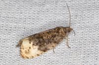 Hedya ochroleucana