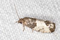 Spilonota ocellana