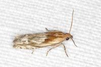 Eucosma gr. cana
