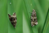 Celypha lacunana