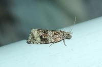 Celypha lacunana