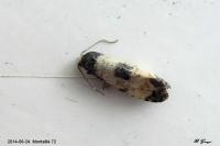 Neocochylis dubitana