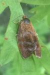 Ptycholoma lecheana
