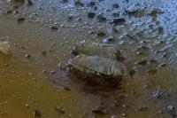 Cossus cossus