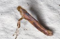 Caloptilia