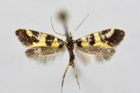 Denisia augustella