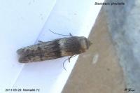 Blastobasis phycidella