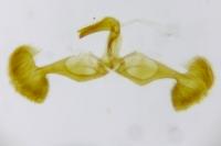 Dichrorampha simpliciana