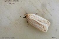 Agonopterix pallorella