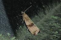 Celypha striana