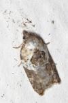 Acleris variegana