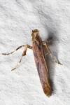 Caloptilia