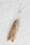 Coleophora