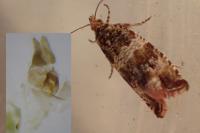 Celypha cespitana