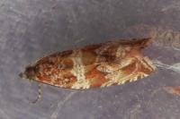 Celypha cespitana