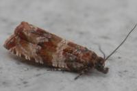 Celypha cespitana