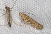 Scrobipalpa ocellatella