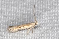Scrobipalpula