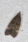 Dichomeris alacella