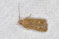 Helcystogramma triannulella