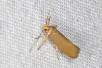 Crassa unitella