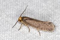 Cephimallota crassiflavella