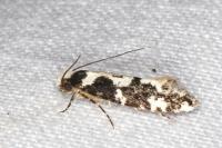 Neurothaumasia ankerella