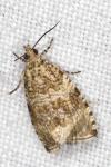 Celypha lacunana