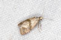 Cochylidia implicitana