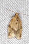 Epagoge grotiana