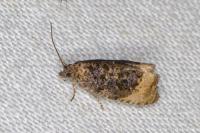 Hedya ochroleucana