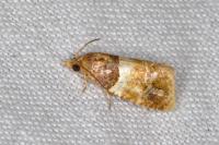 Epinotia festivana