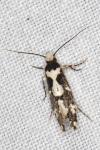 Neurothaumasia ankerella