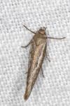 Scythris
