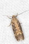 Scrobipalpa ocellatella