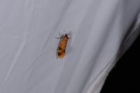 Promalactis procerella