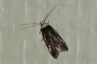 Endrosis sarcitrella