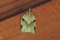 Clepsis spectrana