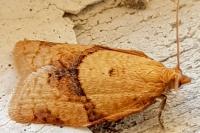 Clepsis consimilana