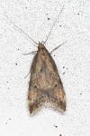 Brachmia blandella