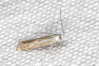 Isophrictis