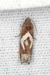 Epiblema foenella