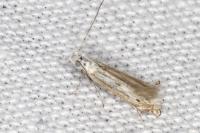 Isophrictis