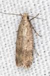 Pexicopia malvella