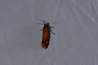 Promalactis procerella